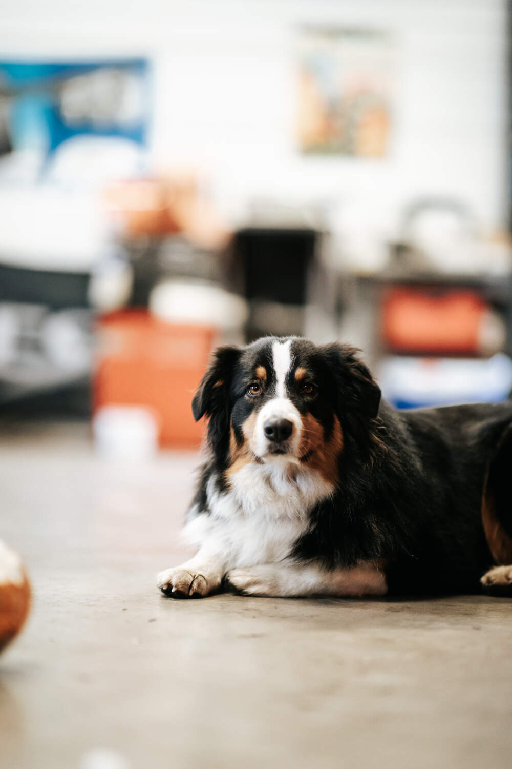 Photo de la mascotte du garage F2D Automobile